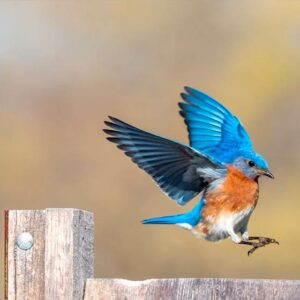 Flying Nature. Birdwatching in La Vera