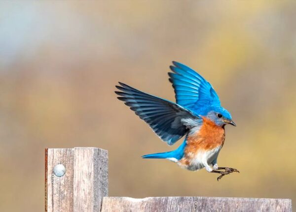 Flying Nature. Birdwatching in La Vera