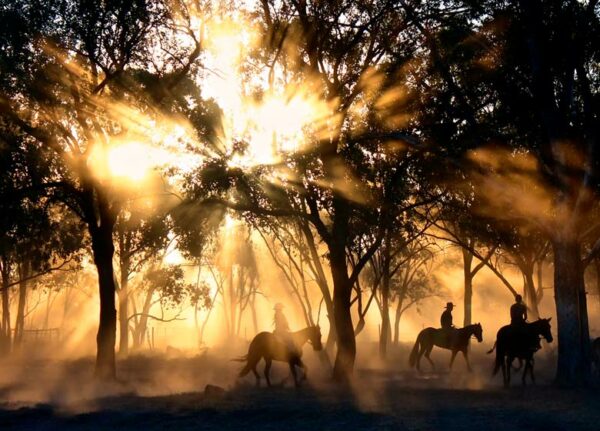 Horseback riding adventures in the countryside of de la Vera - Image 4