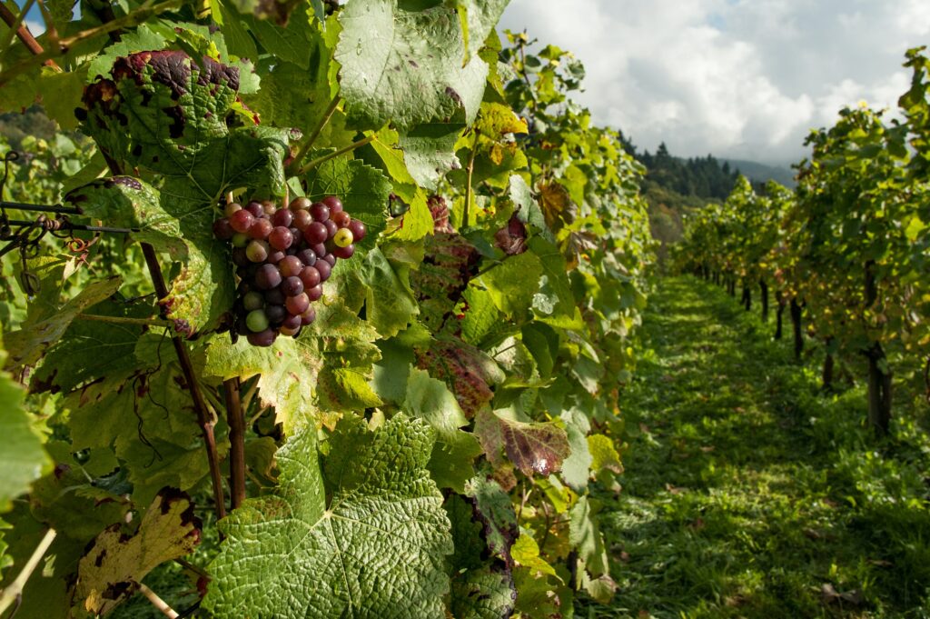 Parra de vino de pitarra