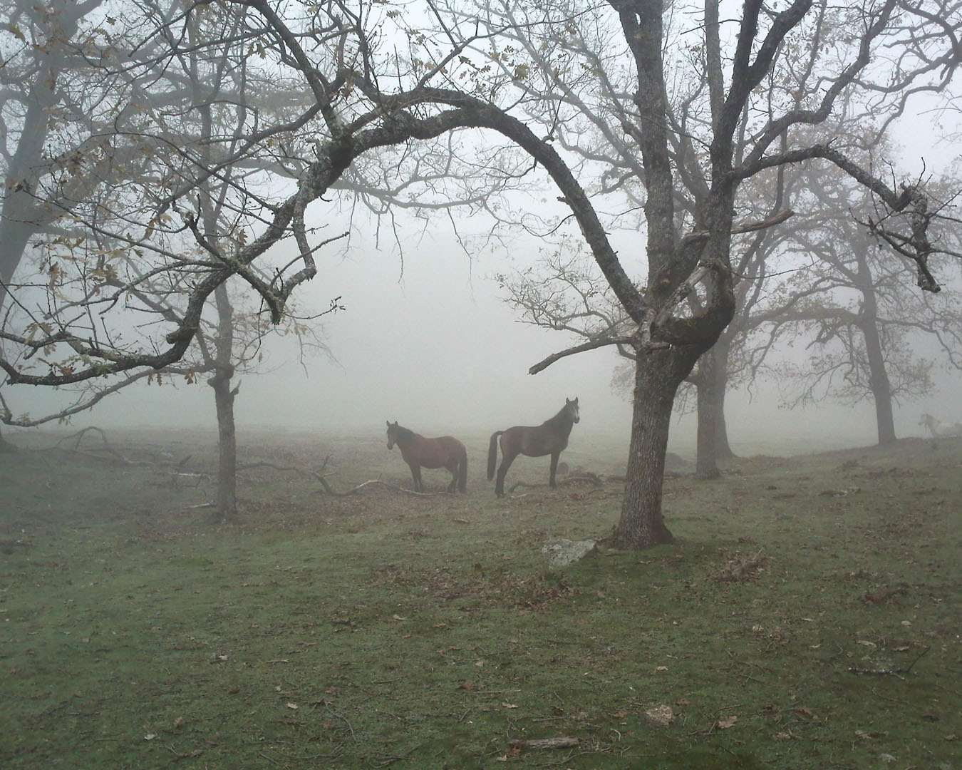 Two horses standing in foggy field with trees